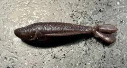 Laysam Creatures Namekuji Worm