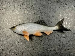 JSJ Bait Co. Hitch Six Recoil Weedless Swimbait