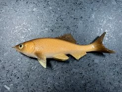 JSJ Bait Co. Hitch Six Recoil Weedless Swimbait