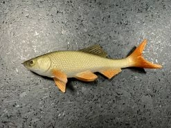 JSJ Bait Co. Hitch Six Recoil Weedless Swimbait