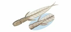 Evergreen International C-4 Leech Dropshot Baits