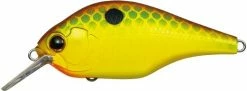 Evergreen International Shallow Diving (0-7ft.) Zeruch